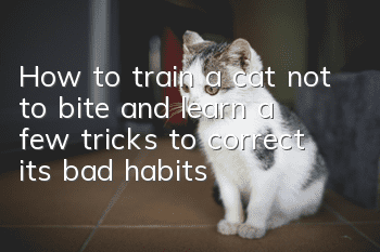 How to train a cat not to bite and learn a few tricks to correct its bad habits!