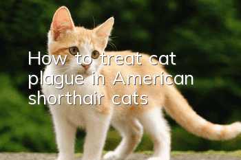 How to treat cat plague in American shorthair cats?