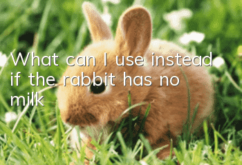 What can I use instead if the rabbit has no milk?