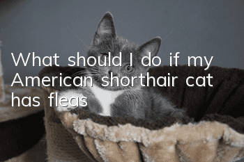 What should I do if my American shorthair cat has fleas?