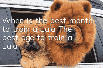 When is the best month to train a Lala? The best age to train a Lala!