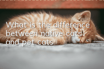 What is the difference between native cats and pet cats?