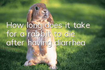 How long does it take for a rabbit to die after having diarrhea?