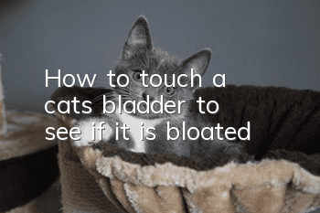 How to touch a cat's bladder to see if it is bloated