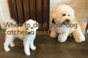 What to do if your dog catches a cold