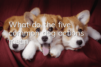 What do the five common dog actions mean?