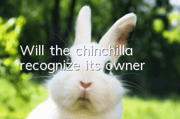 Will the chinchilla recognize its owner?