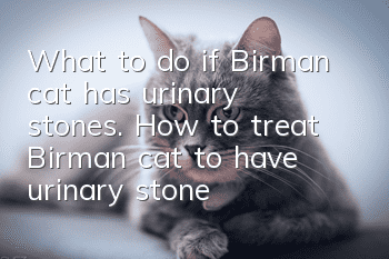 What to do if Birman cat has urinary stones. How to treat Birman cat to have urinary stones.
