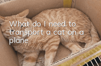 What do I need to transport a cat on a plane?