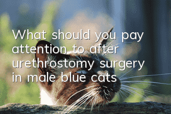 What should you pay attention to after urethrostomy surgery in male blue cats?