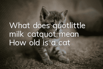 What does "little milk cat" mean? How old is a cat?