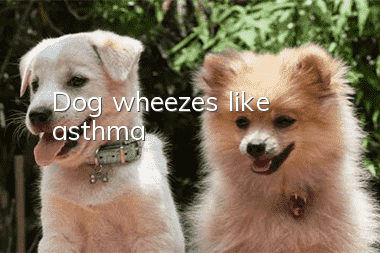 Dog wheezes like asthma
