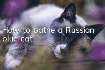 How to bathe a Russian blue cat?