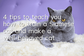 4 tips to teach you how to train a Siamese cat and make a well-behaved cat!