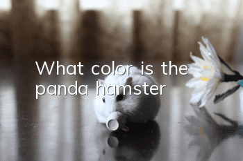 What color is the panda hamster?