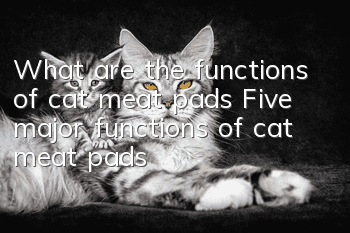 What are the functions of cat meat pads? Five major functions of cat meat pads