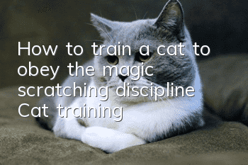 How to train a cat to obey the magic scratching discipline? Cat training!