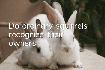Do ordinary squirrels recognize their owners?