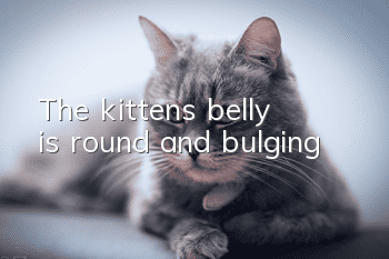 The kitten’s belly is round and bulging