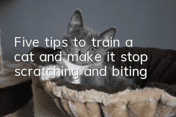 Five tips to train a cat and make it stop scratching and biting!