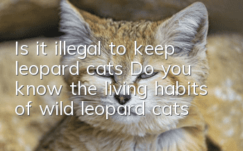 Is it illegal to keep leopard cats? Do you know the living habits of wild leopard cats?