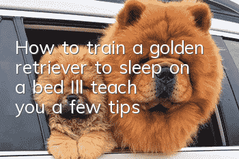 How to train a golden retriever to sleep on a bed? I’ll teach you a few tips!