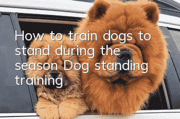 How to train dogs to stand during the season? Dog standing training!