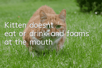 Kitten doesn't eat or drink and foams at the mouth