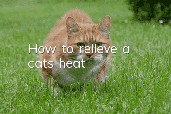 How to relieve a cat’s heat?