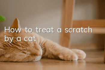 How to treat a scratch by a cat