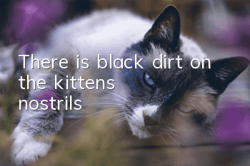 There is black dirt on the kitten’s nostrils