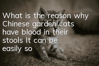 What is the reason why Chinese garden cats have blood in their stools? It can be easily solved with the right medicine!