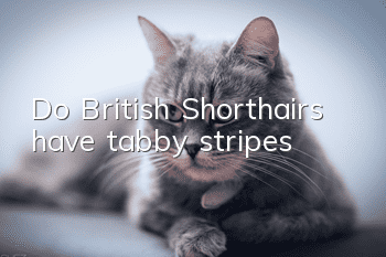 Do British Shorthairs have tabby stripes?