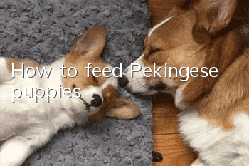 How to feed Pekingese puppies