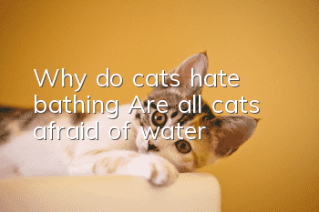 Why do cats hate bathing? Are all cats afraid of water?