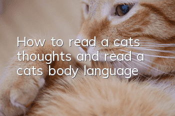 How to read a cat’s thoughts and read a cat’s body language