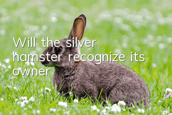 Will the silver hamster recognize its owner?