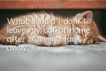 What should I do if I leave my cat at home after traveling far away?
