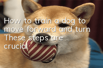How to train a dog to move forward and turn? These steps are crucial!