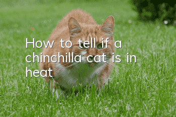 How to tell if a chinchilla cat is in heat?