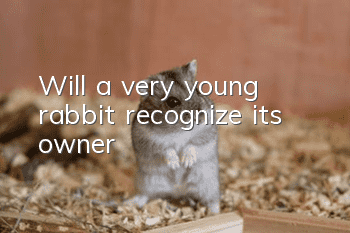 Will a very young rabbit recognize its owner?