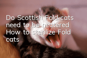 Do Scottish Fold cats need to be neutered? How to sterilize Fold cats!