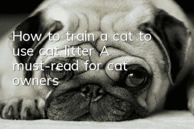 How to train a cat to use cat litter? A must-read for cat owners!