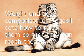 Weight and age comparison of Ragdoll cats, how to raise them so that they can reach the weight target