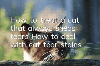 How to treat a cat that always sheds tears? How to deal with cat tear stains!