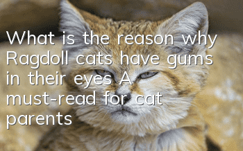 What is the reason why Ragdoll cats have gums in their eyes? A must-read for cat parents!