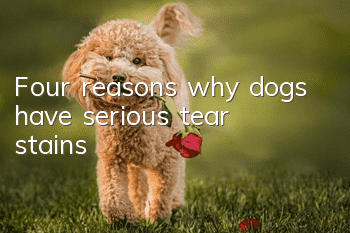 Four reasons why dogs have serious tear stains