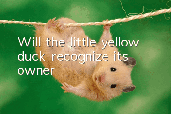 Will the little yellow duck recognize its owner?