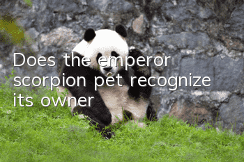 Does the emperor scorpion pet recognize its owner?