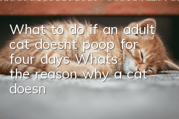 What to do if an adult cat doesn’t poop for four days? What’s the reason why a cat doesn’t poop?